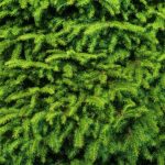 Зеленые ветки елки
