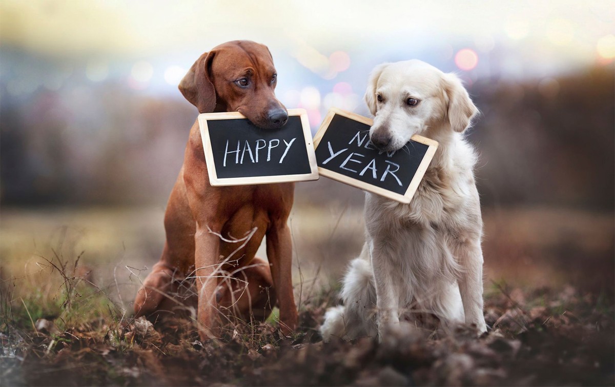 Картинки с собакой на новый год 2018