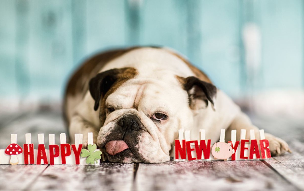 Картинки с собакой на новый год 2018