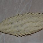 «Еловая ветка» с шишками из куриных котлет