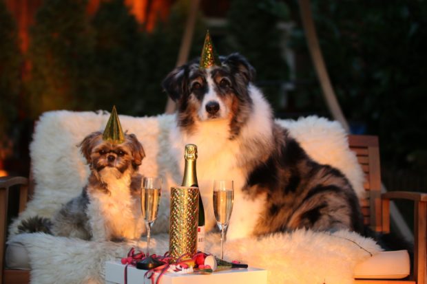 Подарки в год Собаки на Новый год 2018